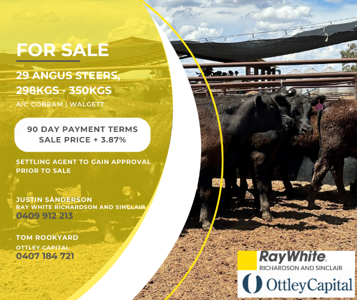 Lot 273 29 Feeder Steers AuctionsPlus