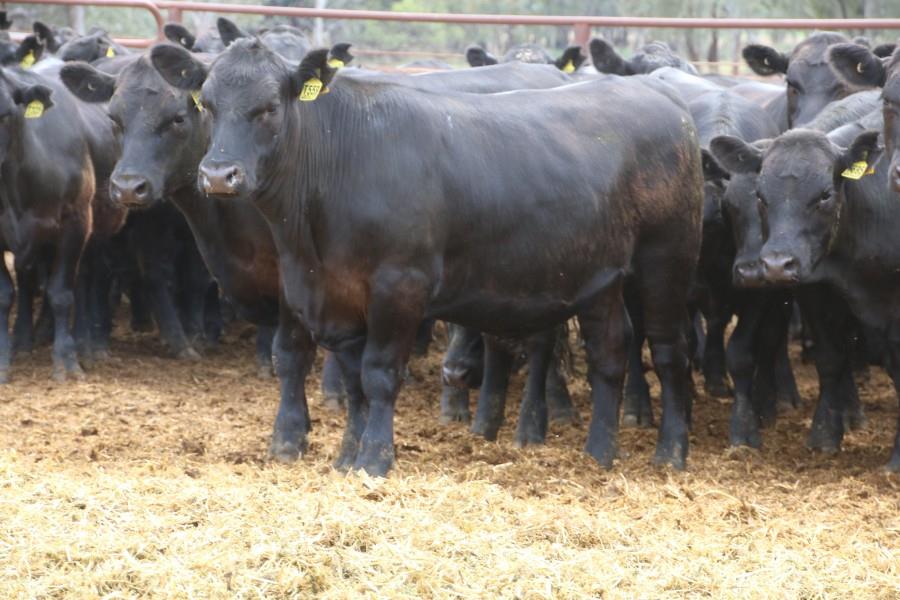 Lot 237 75 Feeder Steers AuctionsPlus