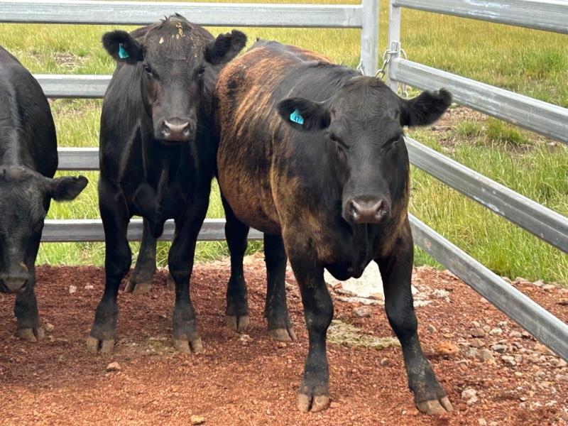 Lot 346 24 Feeder Steers AuctionsPlus
