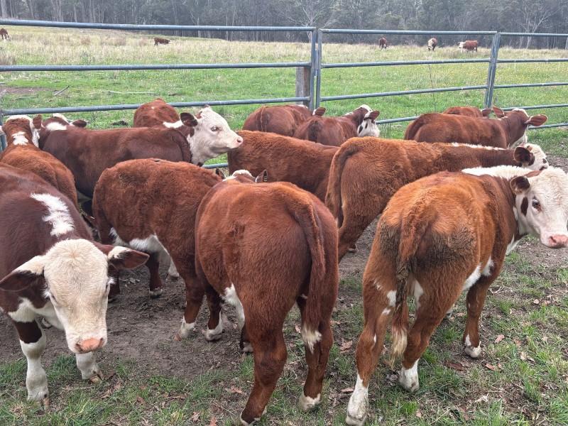 Lot 416 - 14 Station Mated Cows & 14 Calves | AuctionsPlus