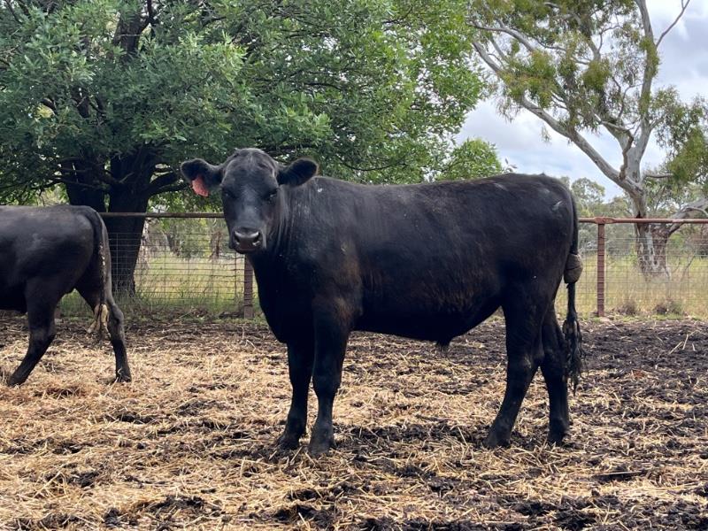 Lot 355 85 Feeder Steers AuctionsPlus
