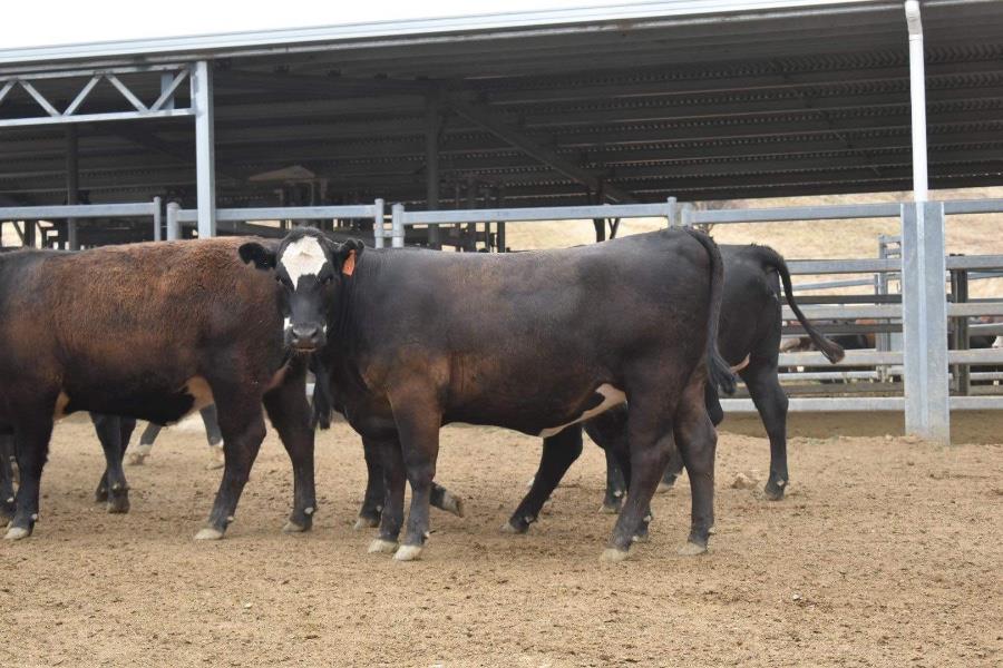 Lot 289 36 Yearling Heifers AuctionsPlus