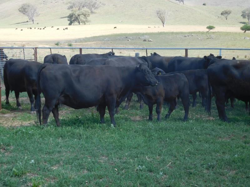 Lot 635 - 15 Station Mated Cows & 15 Calves | AuctionsPlus