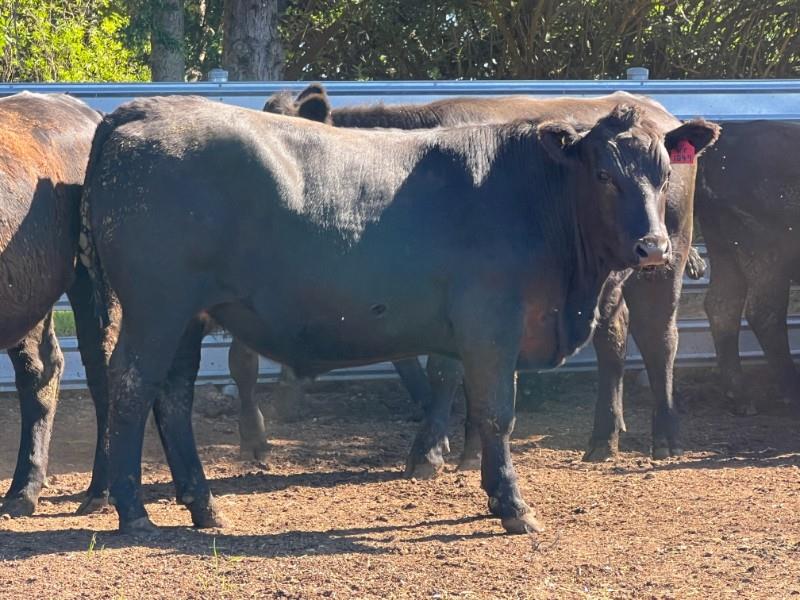Lot 514 72 Feeder Steers AuctionsPlus