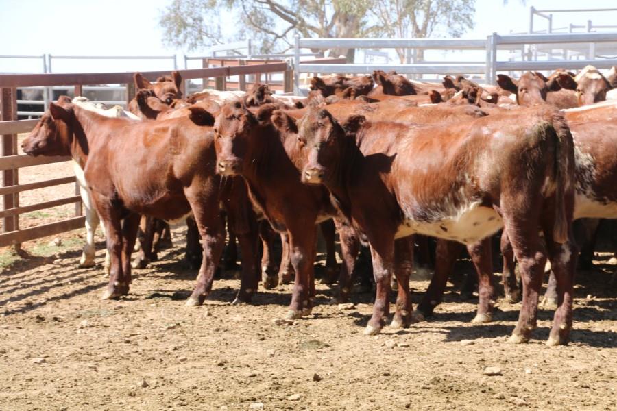 Lot 365 50 Feeder Heifers AuctionsPlus