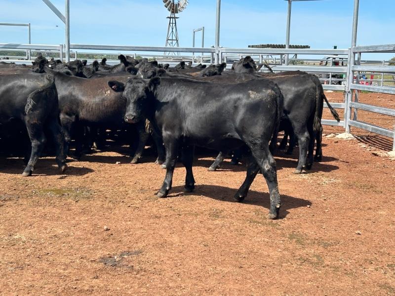 Lot 511 58 Feeder Steers AuctionsPlus