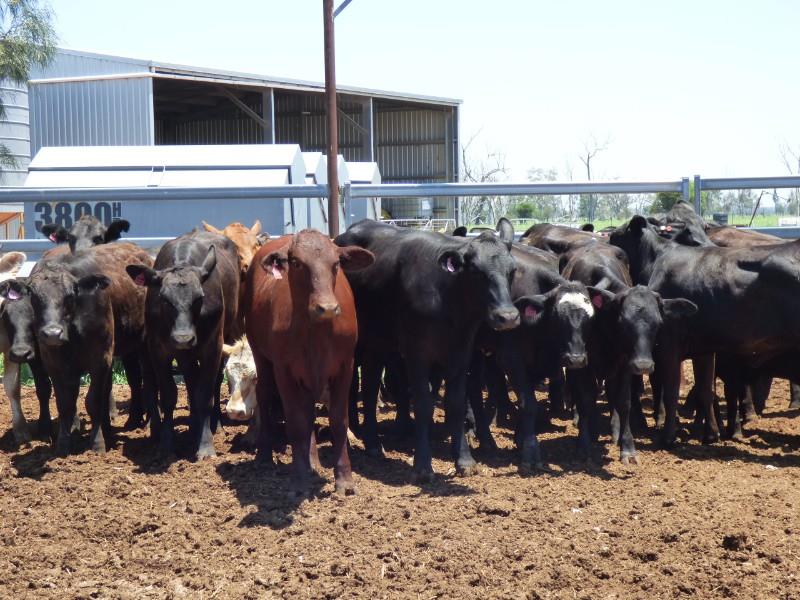 Lot 151 60 Yearling Heifers AuctionsPlus