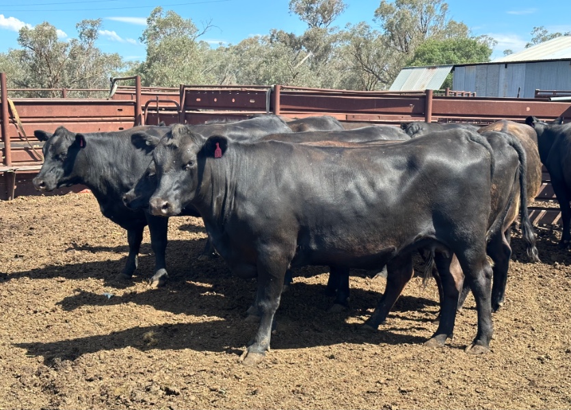 Lot 810 - 10 Station Mated Cows & 10 Calves | AuctionsPlus