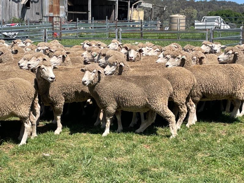 Lot 181 - 155 Ewes | AuctionsPlus