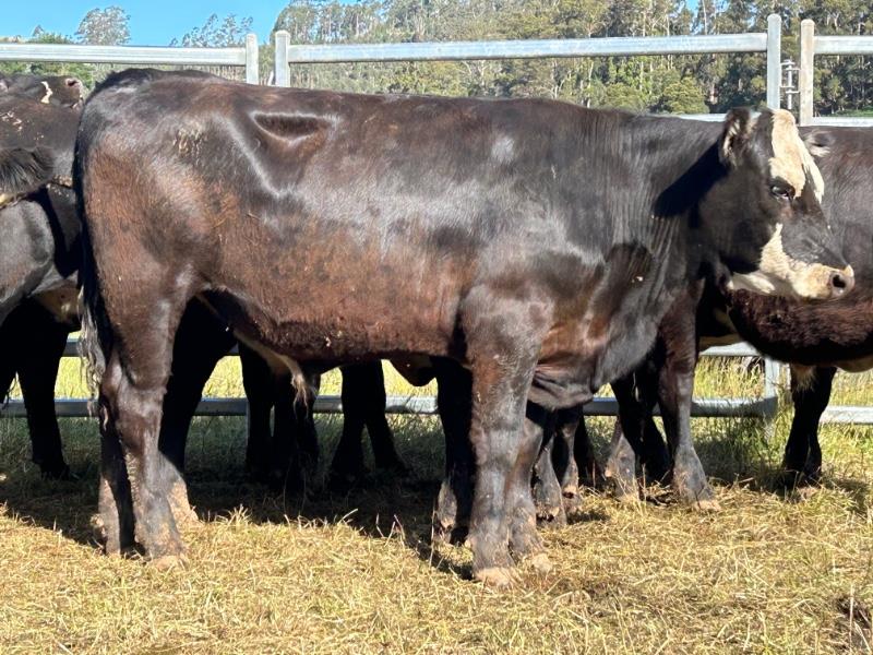 Lot 21 10 Feeder Steers AuctionsPlus