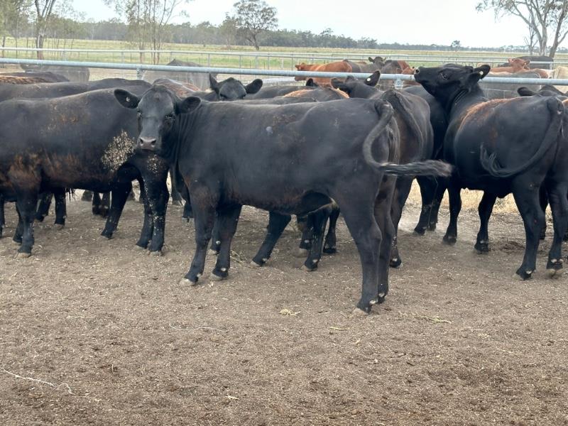 Lot 650 45 Feeder Heifers AuctionsPlus