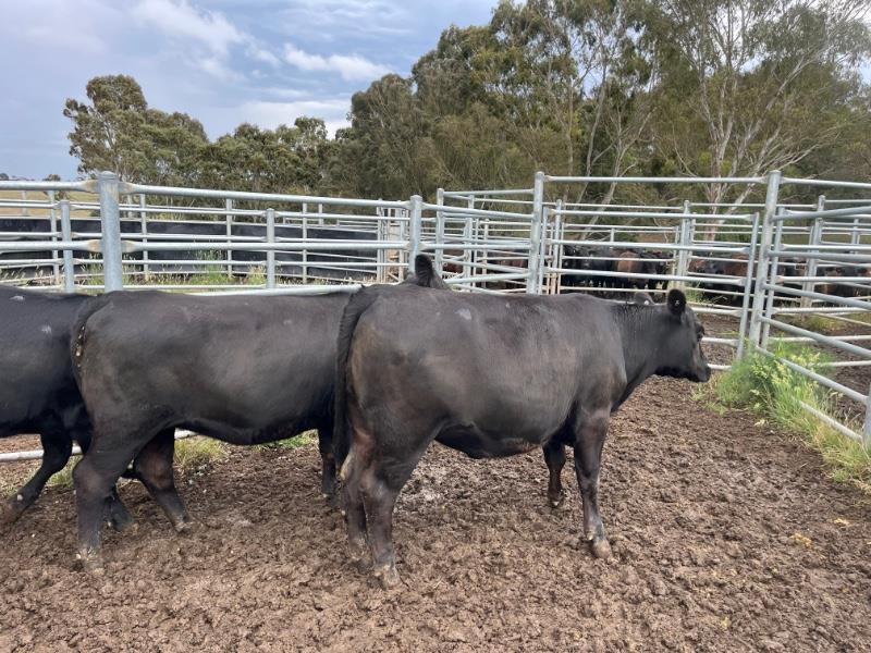 Lot 691 7 Feeder Heifers AuctionsPlus
