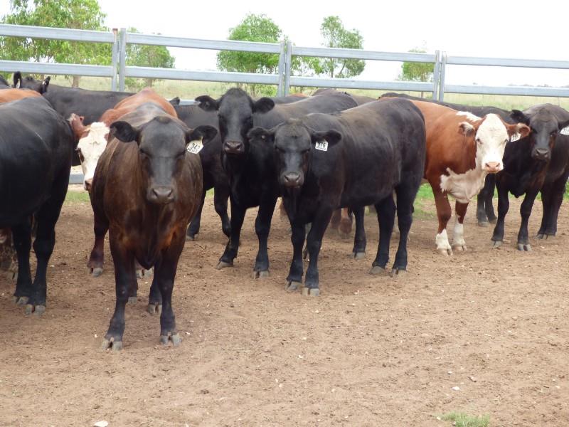 Lot 133 30 Feeder Heifers AuctionsPlus