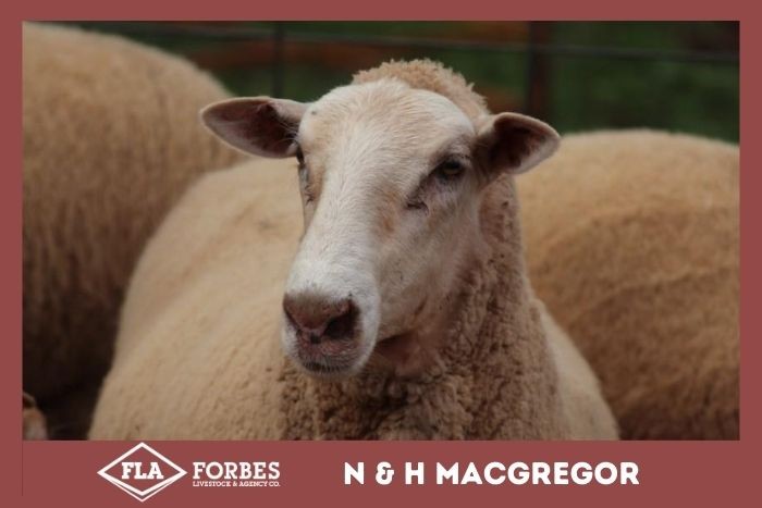 Pen 626 204 NSM Ewes AuctionsPlus