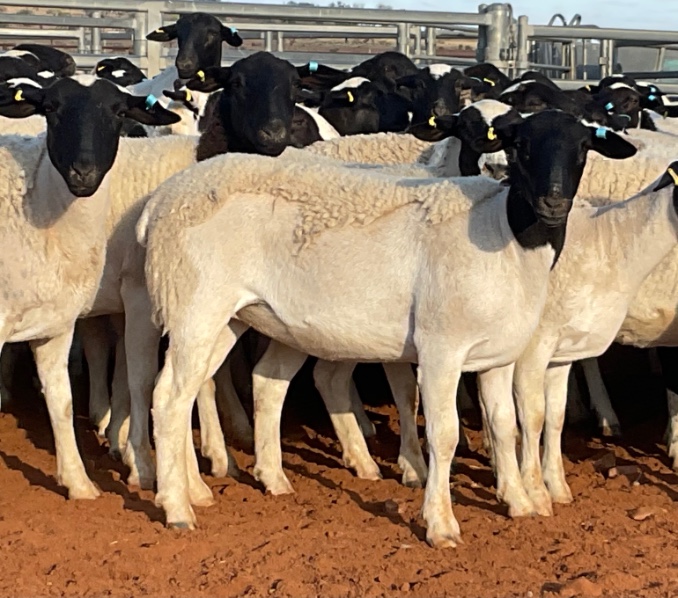 TUESDAY NATIONAL SHEEP SALE Auction 938 AuctionsPlus