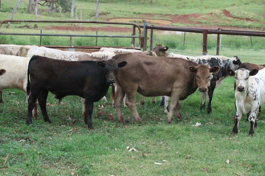 Lot 539 - 17 Station Mated Cows & 17 Calves | AuctionsPlus