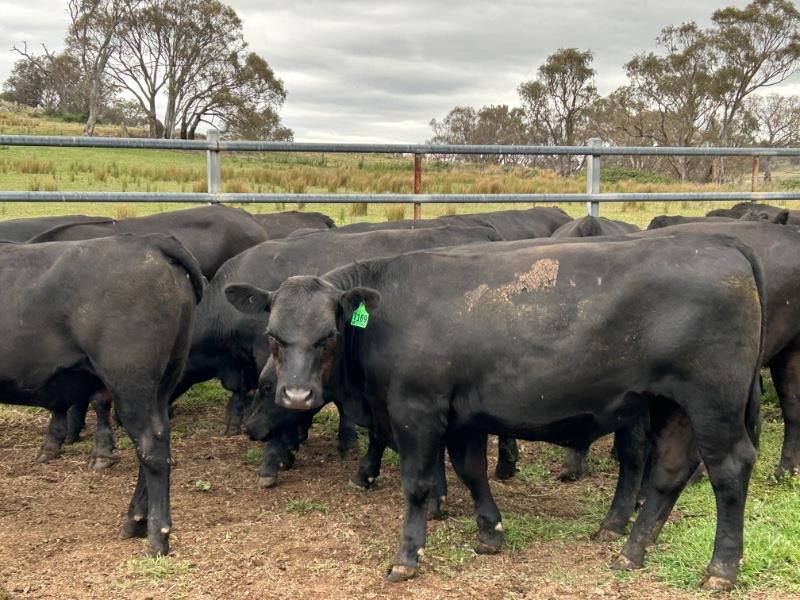 Lot 274 - 20 Feeder Steers | AuctionsPlus