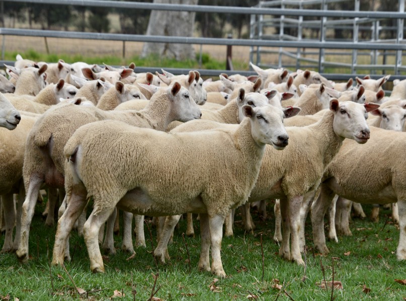 LAMBPRO PRIMELINE MATERNAL EWE SALE - Auction 239 | AuctionsPlus