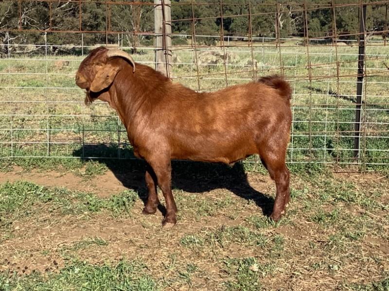 NATIONAL GOAT SALE Auction 935 AuctionsPlus