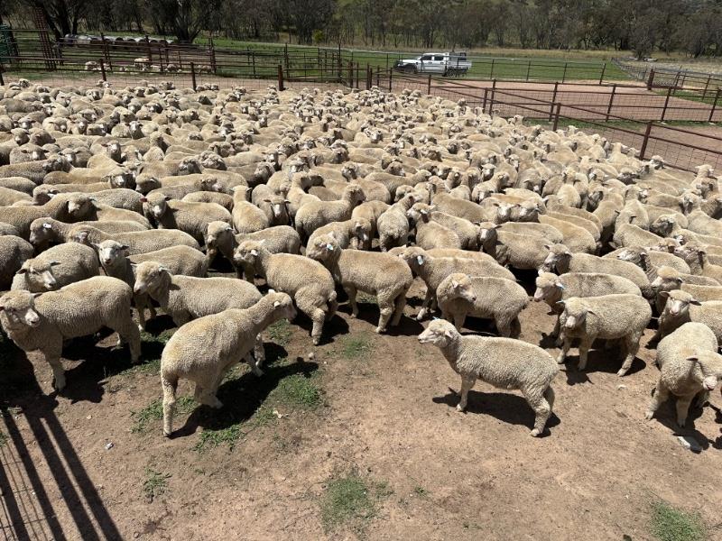 Lot 600 560 Mixed Sex Store Lambs Auctionsplus