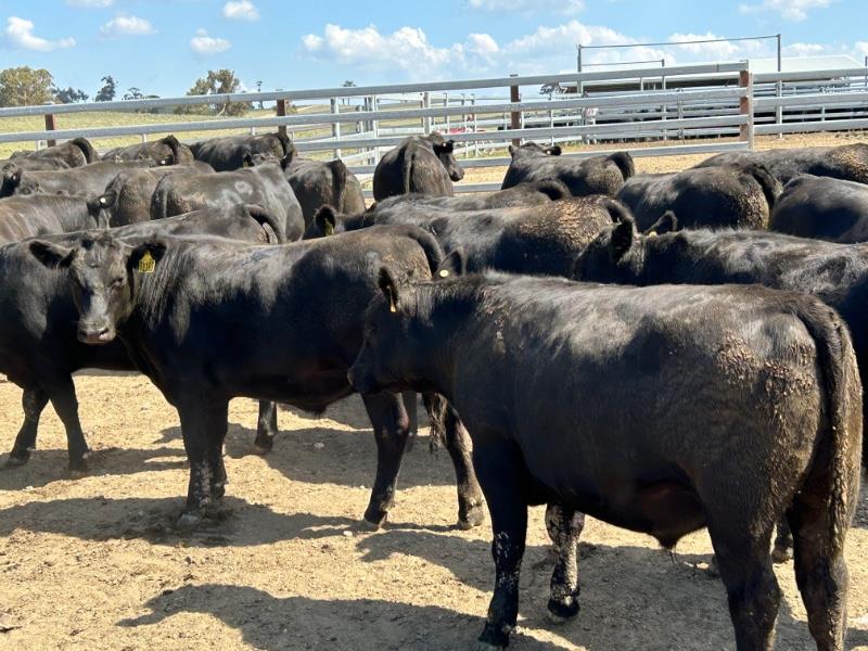 Lot 646 75 Feeder Steers AuctionsPlus