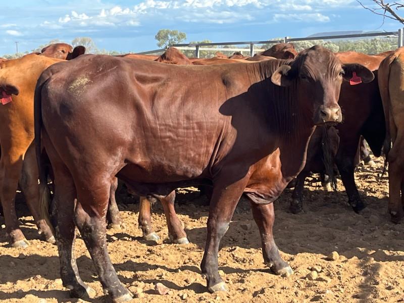 Lot 825 120 Feeder Steers AuctionsPlus