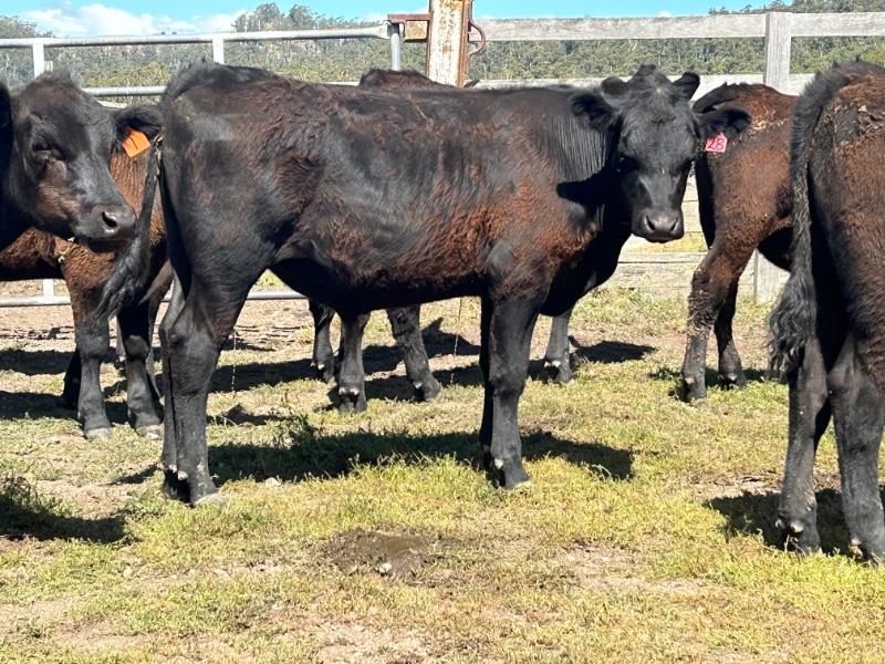 11 Weaned Steers | AuctionsPlus