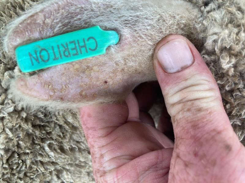 Lot 15 - 39 Ewes | AuctionsPlus