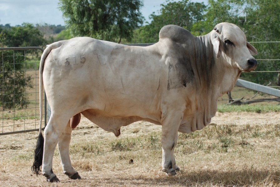 Lot 440 - 1 Stud Bull | AuctionsPlus