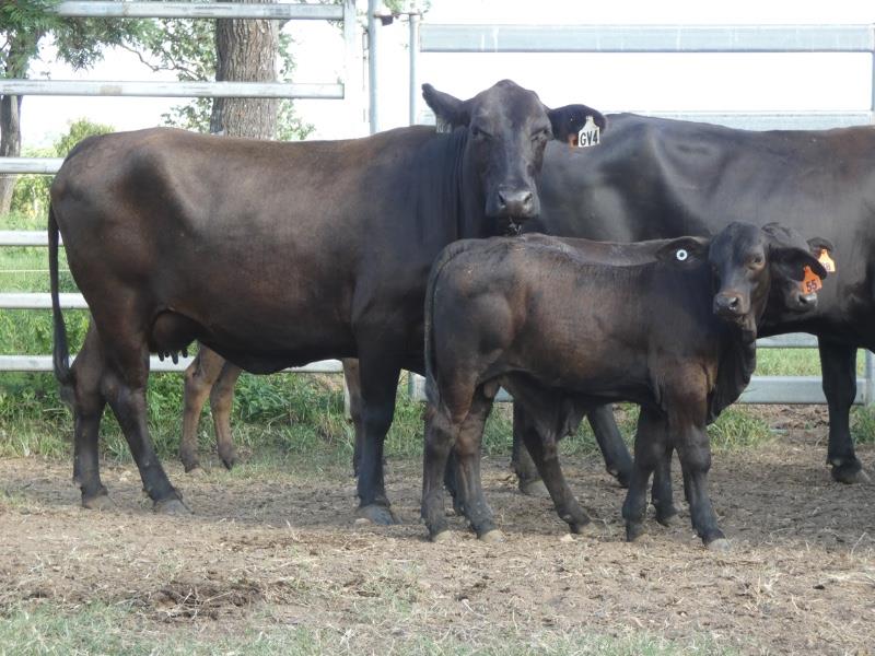 Lot 431 - 17 Station Mated Cows & 17 Calves | AuctionsPlus