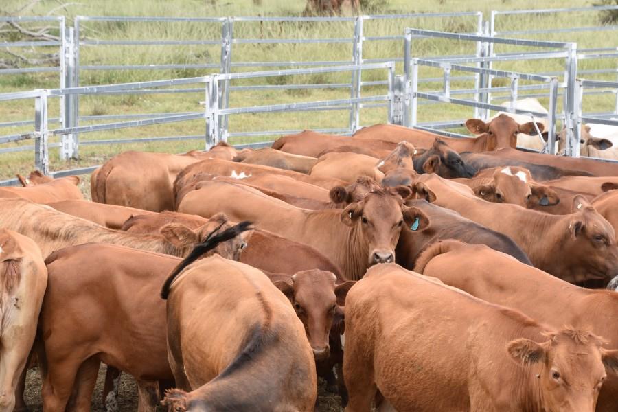 Lot 468 - 34 Backgrounder Heifers | AuctionsPlus