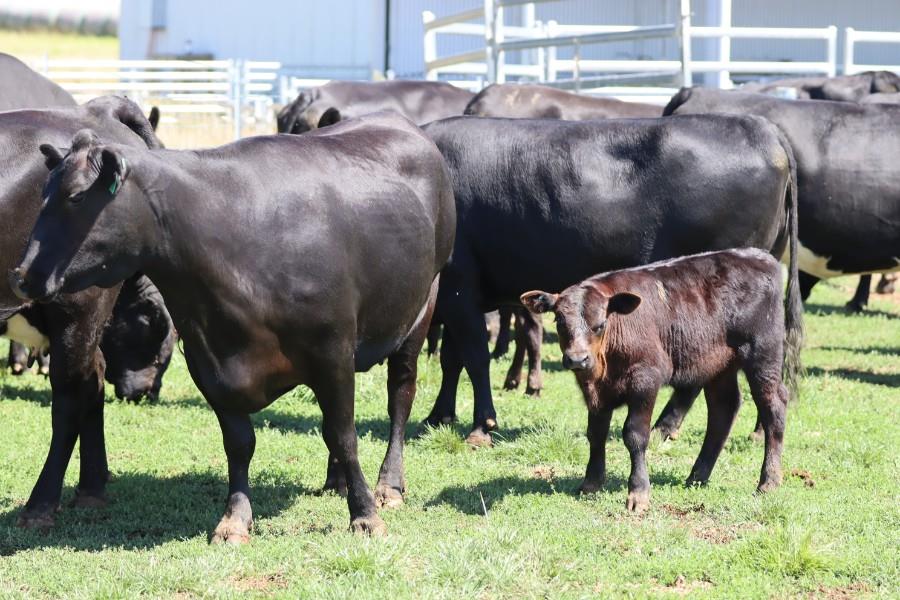 Lot 441 - 17 Station Mated Cows & 17 Calves | AuctionsPlus