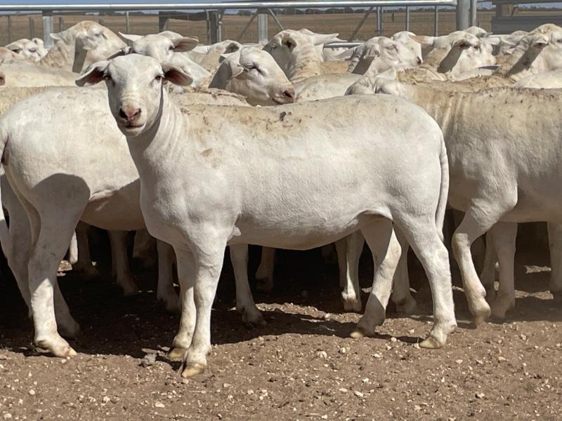 Lot 928 - 152 Future Breeder Ewe Lambs | AuctionsPlus