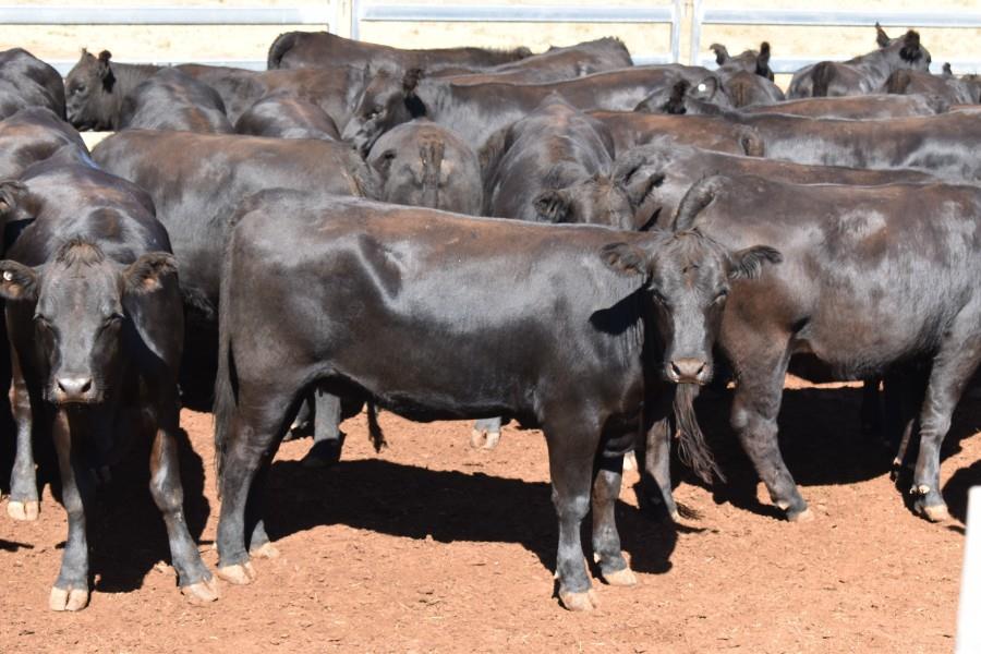 Lot 323 84 Feeder Heifers AuctionsPlus