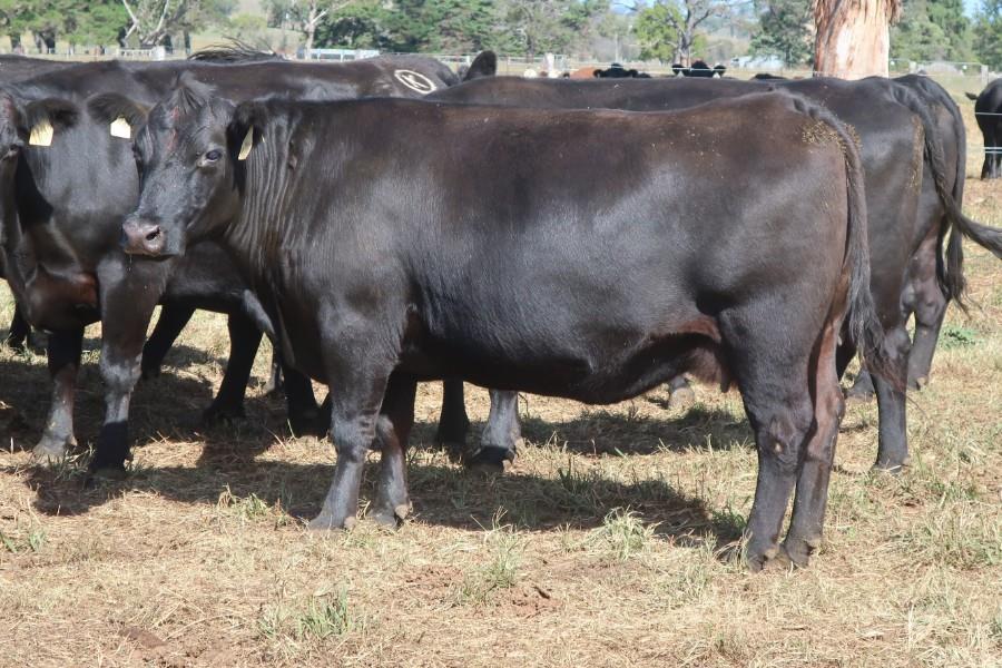 Lot 456 - 10 PTIC Cows | AuctionsPlus