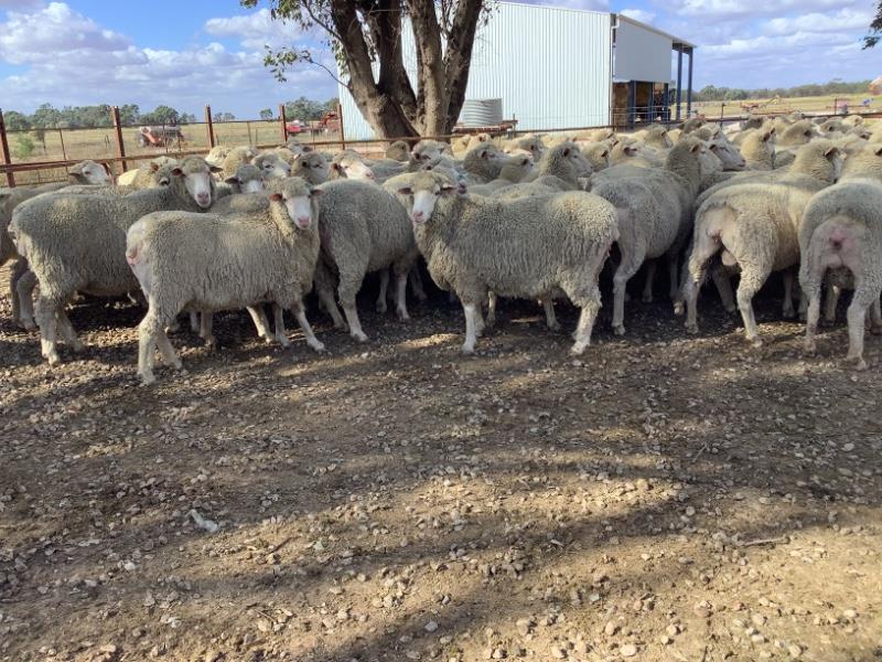 Lot 257 - 100 Station Mated Ewes 