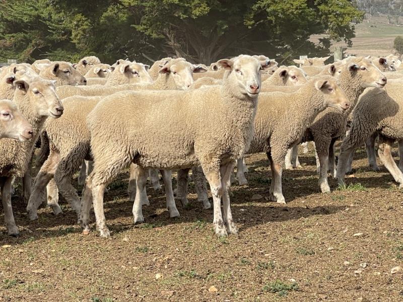 452 Mixed Sex Lambs Auctionsplus 