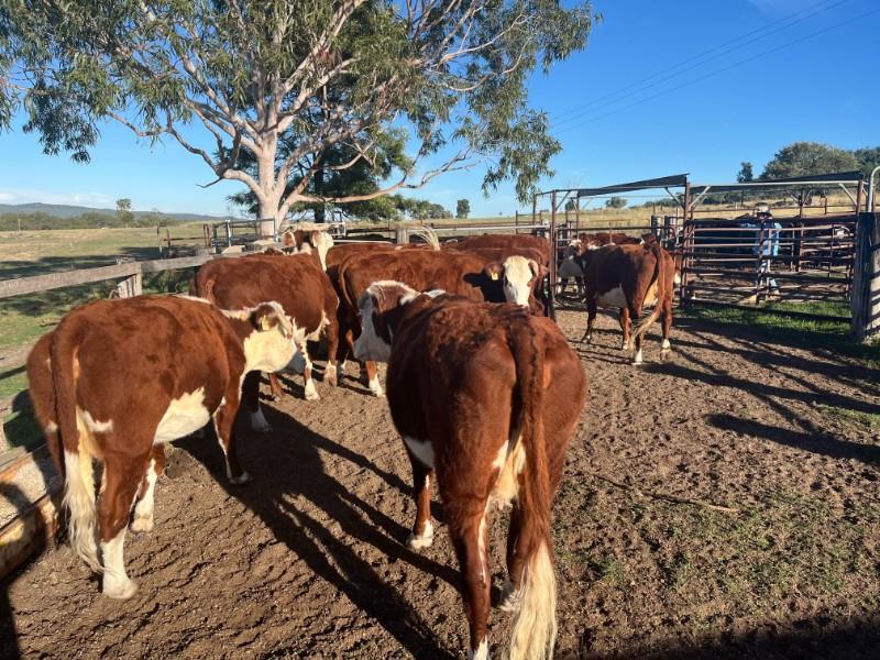 Lot 597 - 17 Station Mated Cows & 17 Calves | AuctionsPlus