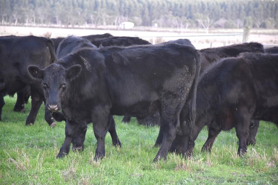 Lot 552 32 Feeder Steers AuctionsPlus