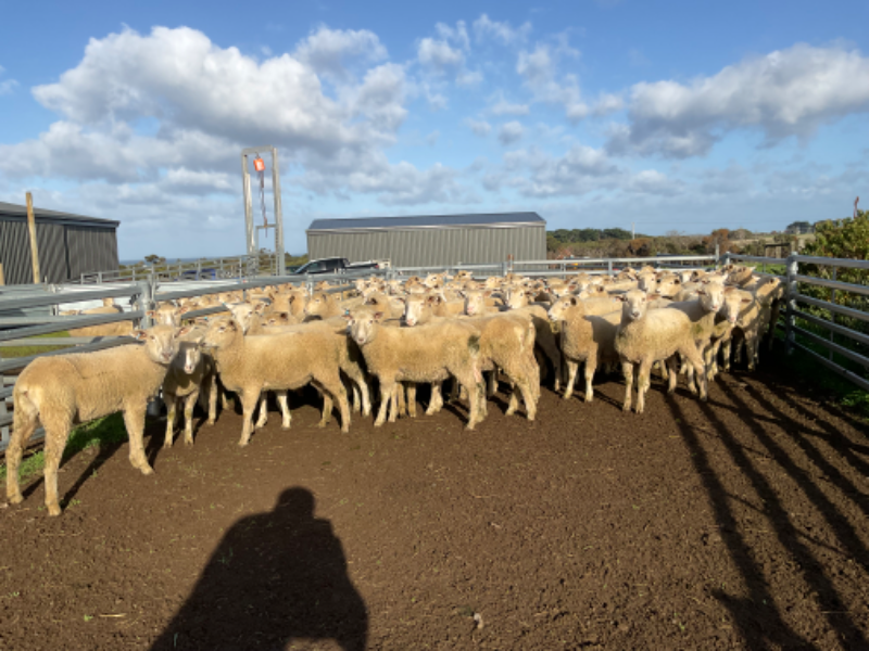 35 Mixed Sex Lambs Auctionsplus 1513