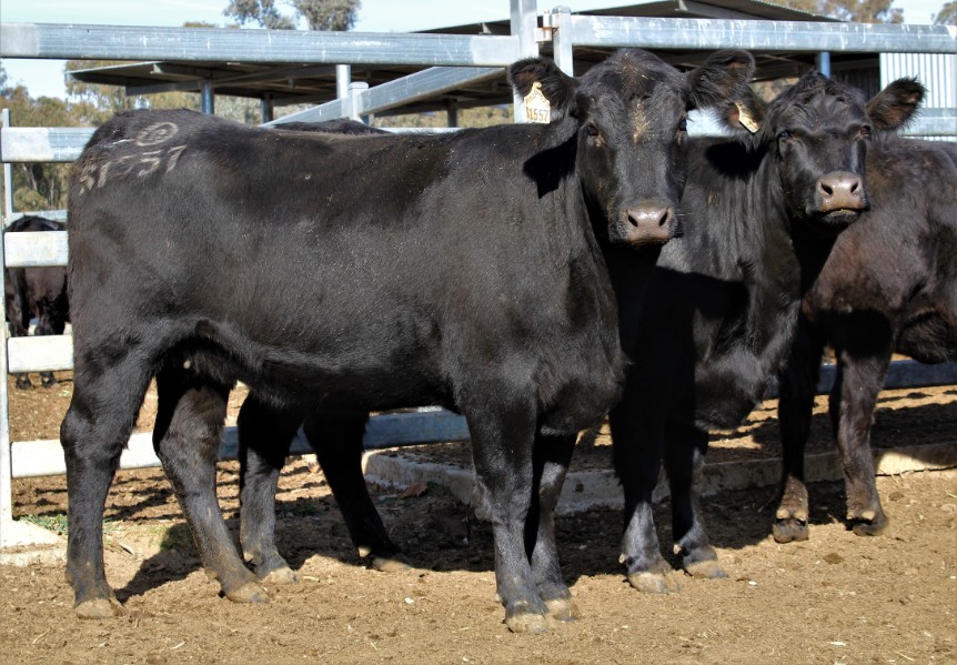 Lot 229 8 PTIC Cows AuctionsPlus