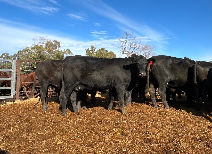 Lot 381 - 28 PTIC Cows | AuctionsPlus
