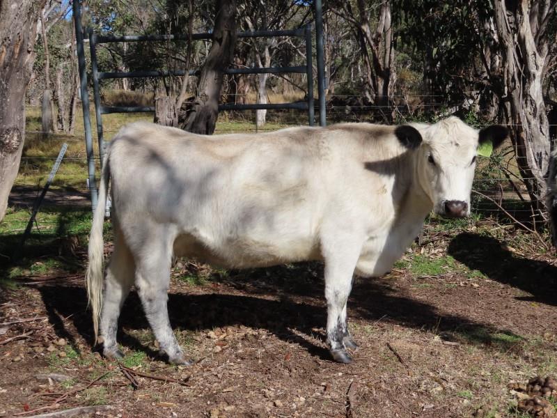 Lot 19 - 4 PTIC Cows & 4 Calves | AuctionsPlus