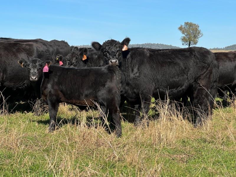 Lot 825 - 17 Station Mated Cows & 17 Calves | AuctionsPlus