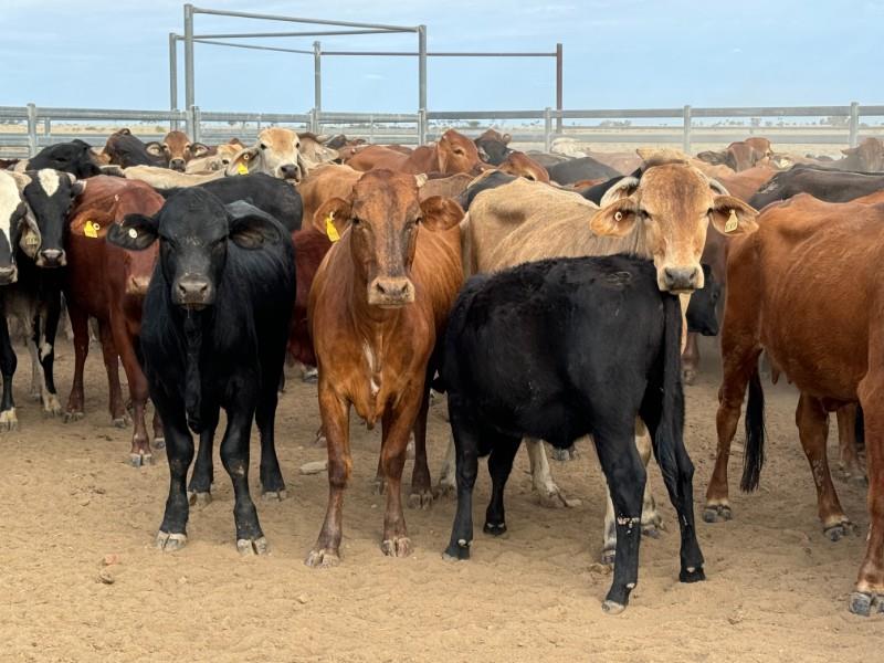 Lot 301 - 170 Station Mated Cows & 170 Calves | AuctionsPlus