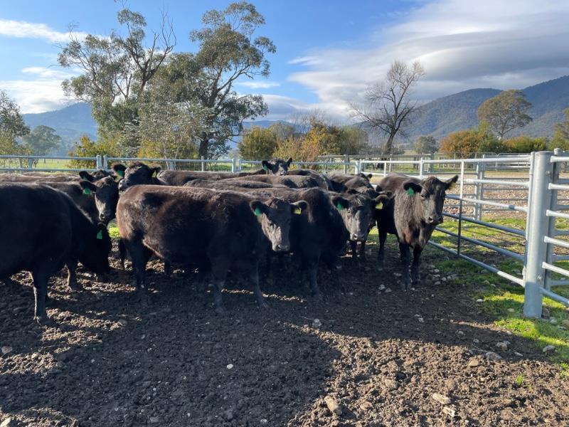 Lot 453 - 17 Station Mated Cows | AuctionsPlus