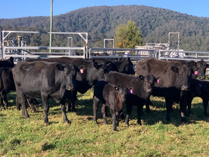 Lot 166 - 10 NSM Cows & 10 Calves | AuctionsPlus