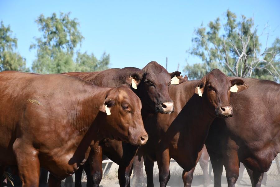 Lot 14 H - 13 PTIC Cows | AuctionsPlus