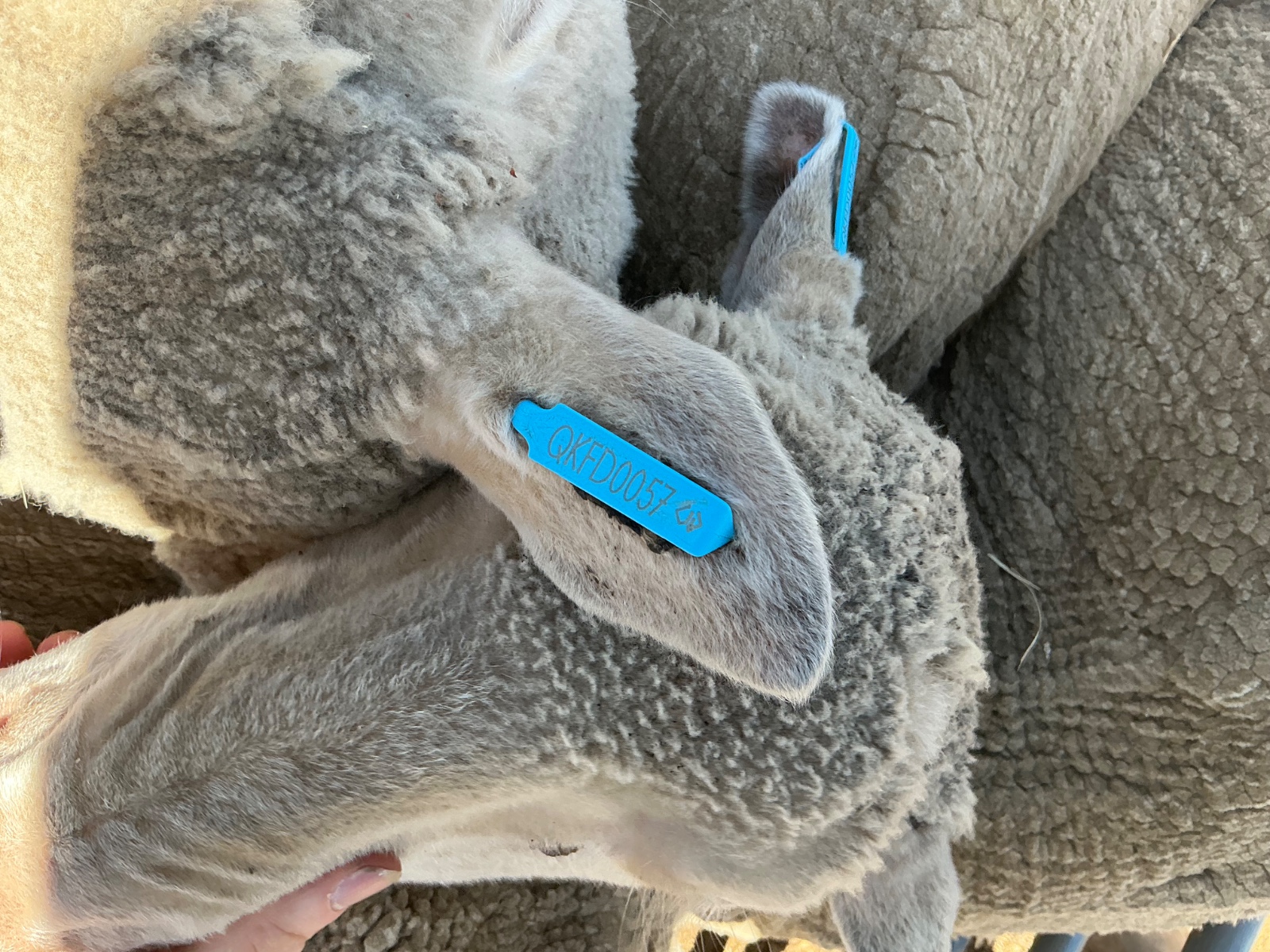 slider image