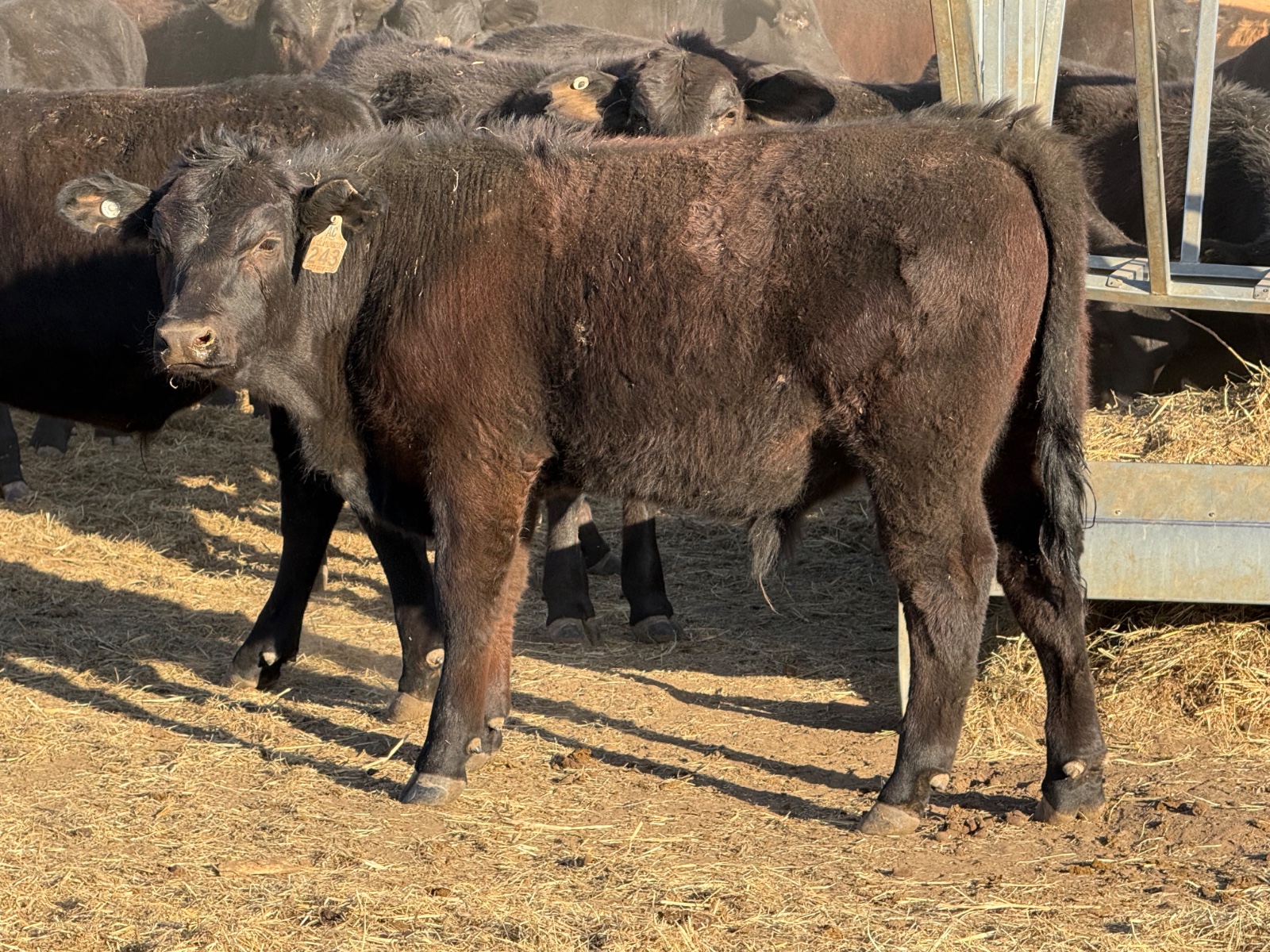 slider image
